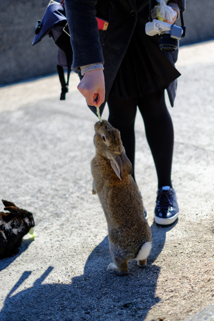 うさぎ島