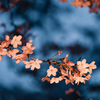 桜枝