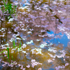 水面桜