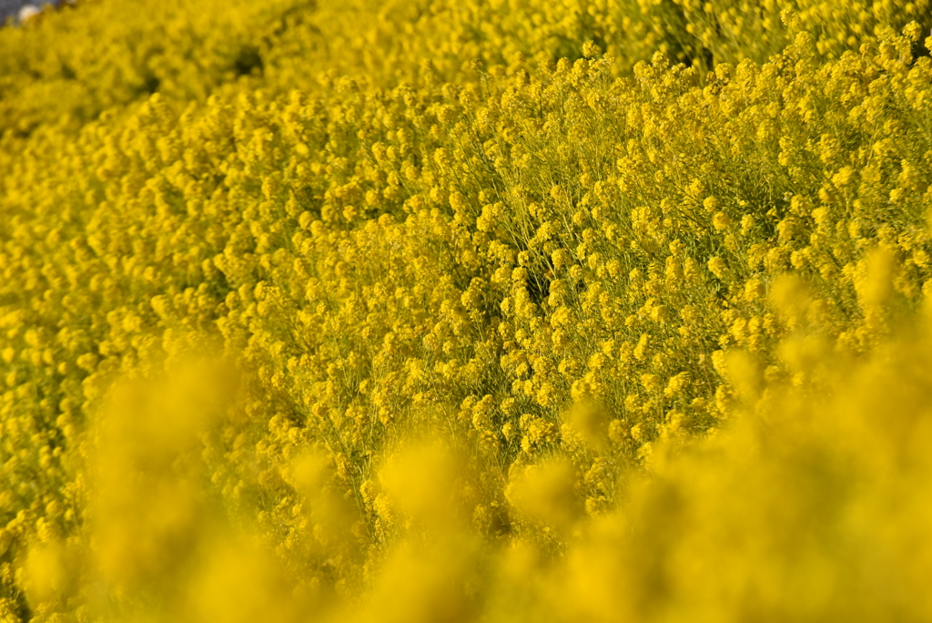 菜の花