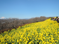 春を呼ぶ菜の花