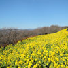 春を呼ぶ菜の花