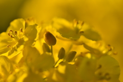菜の花