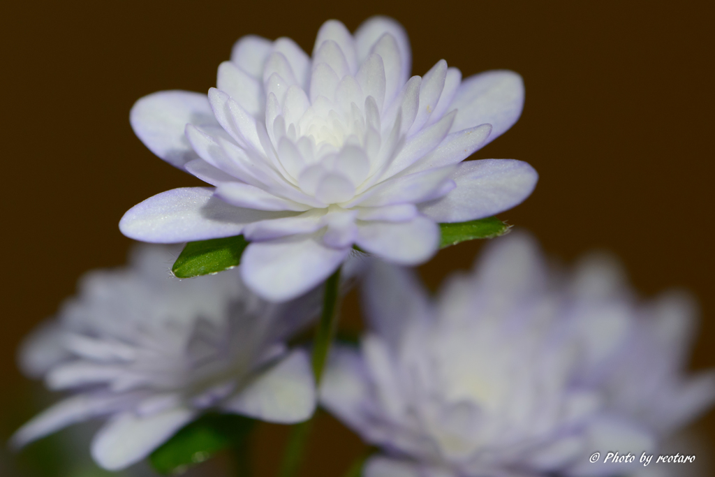 yukiwarisou 3.11