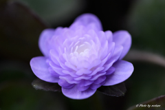 雪割草２