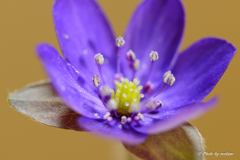 標準花　紫