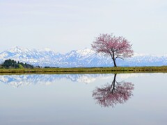 天空さくら