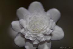雪割草34
