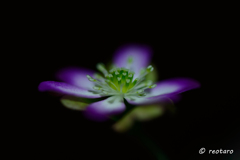 おぼろ花