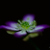 おぼろ花