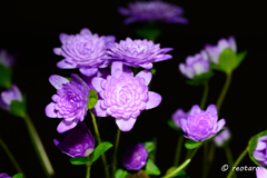 花冷えの日①