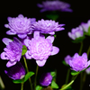 花冷えの日①