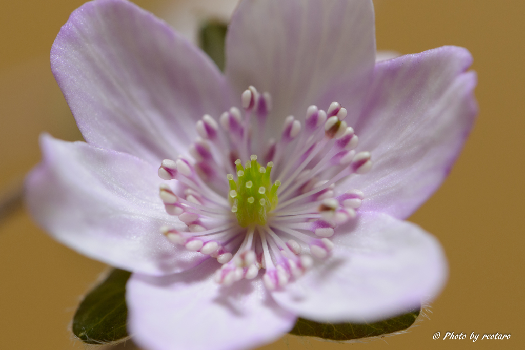 花富貴