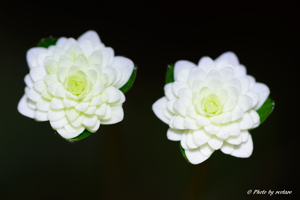 雪割草2021-10