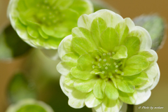二段咲系　白花