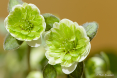 二段咲系　白花