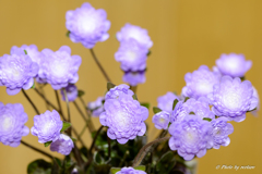 平成最後の雪割草