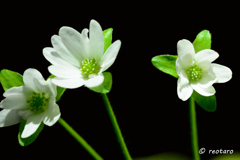 眠りつく花々②