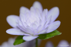 yukiwarisou 3.11