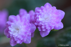 雪割草10