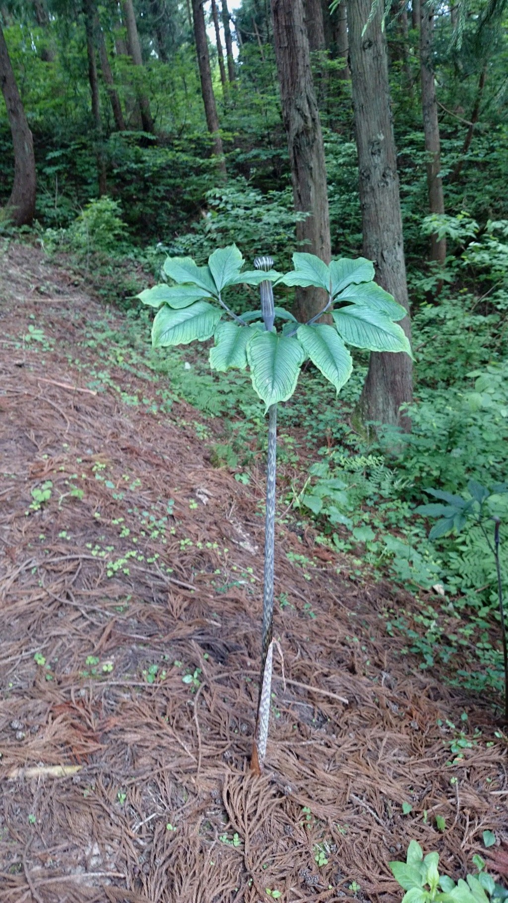 河童の頭忘れ？？