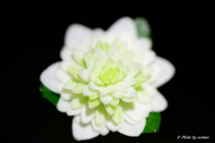 雪割草2021-12