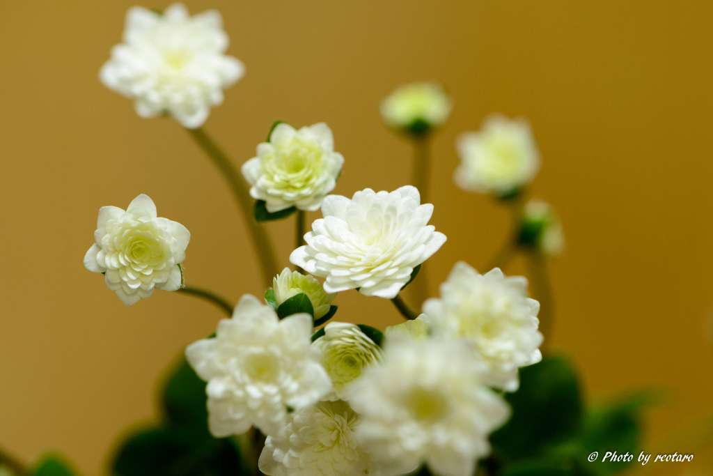 平成最後の雪割草