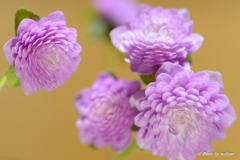 桜雪