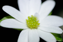 青軸白花