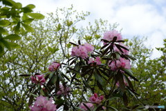 石楠花2