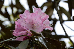 石楠花1