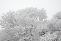 霧氷