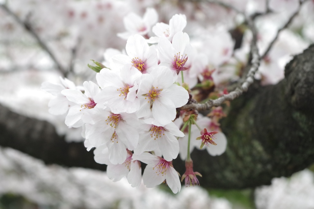 桜