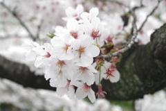 桜