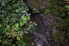 水場　高尾山