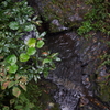 水場　高尾山