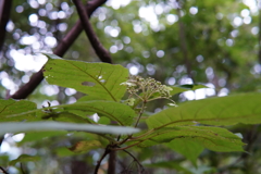 植物　高尾山