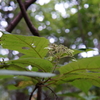 植物　高尾山