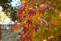 紅葉　上野公園