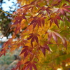 紅葉　上野公園
