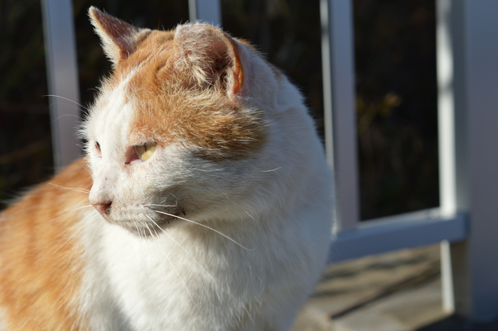 若洲海浜公園のねこ