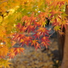 紅葉3