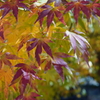 紅葉2