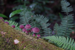 きのこ　高尾山