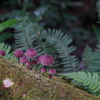 きのこ　高尾山