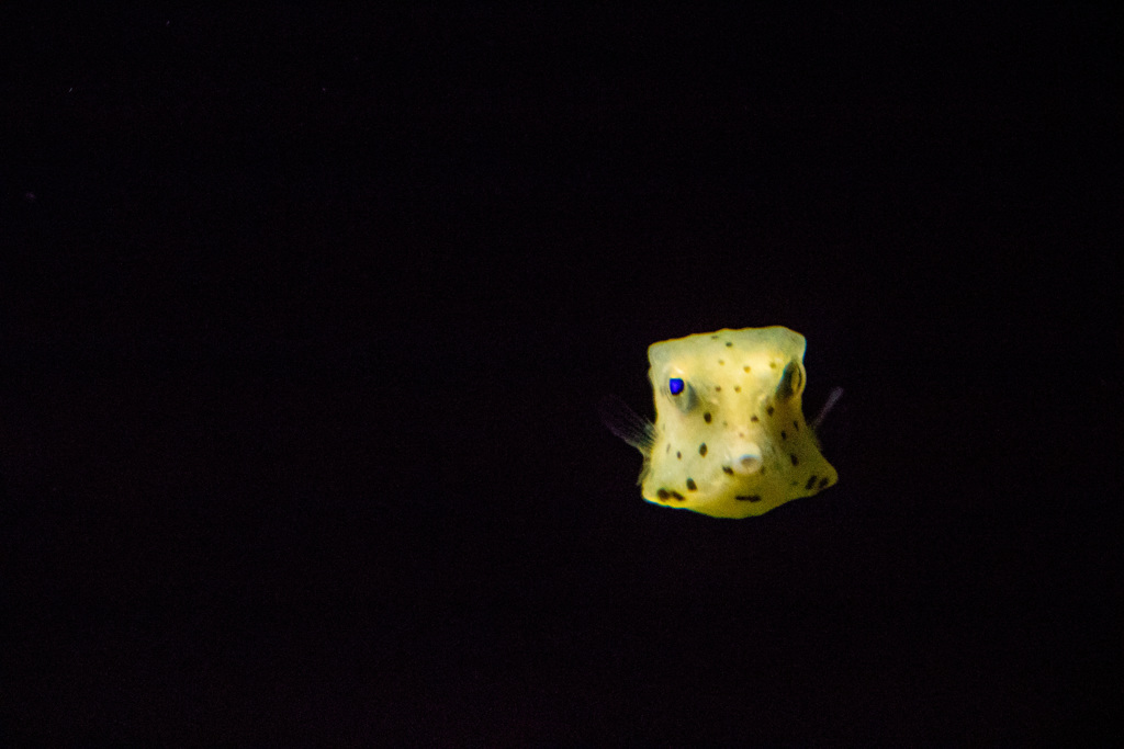 コンゴウフグ