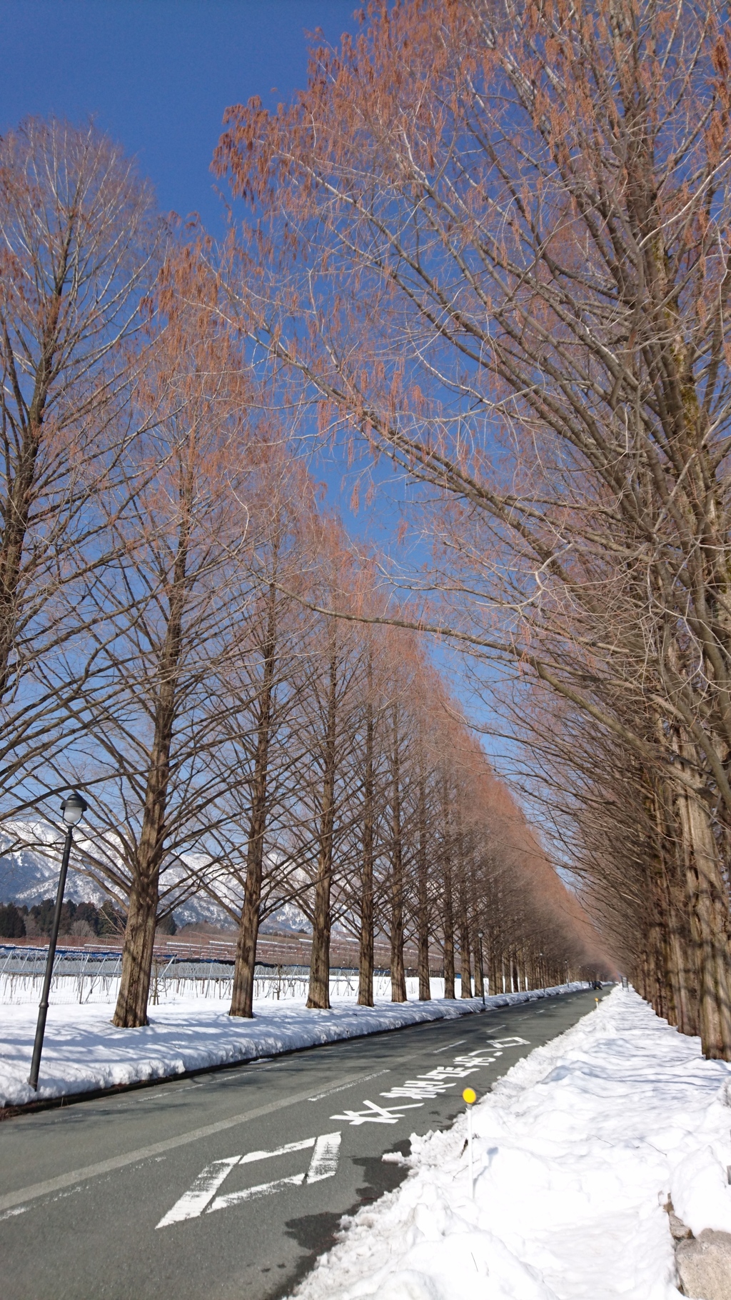 雪のメタセコイヤ