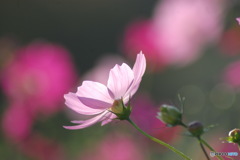 秋桜