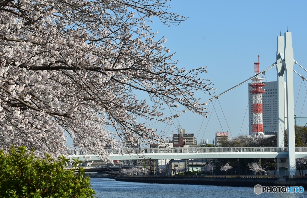 桜日和