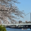 桜日和